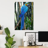 Blue Parrot photo Poster (Thuiskantoor)
