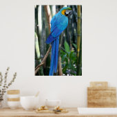 Blue Parrot photo Poster (Keuken)