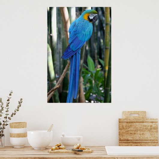Blue Parrot photo Poster (Keuken)