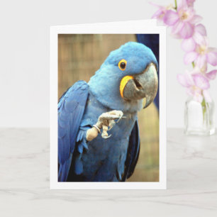 Blue Parrot Portret Kaart