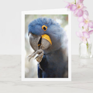 Blue Parrot Portret Kaart