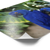 Blue Parrots foto Afdruk (Hoek)