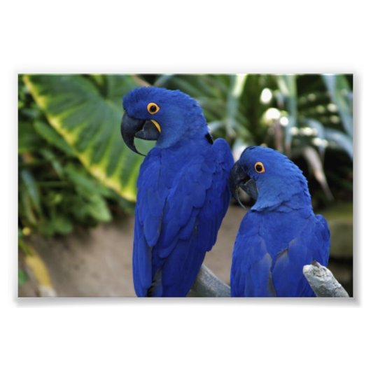 Blue Parrots foto Afdruk (Voorkant)