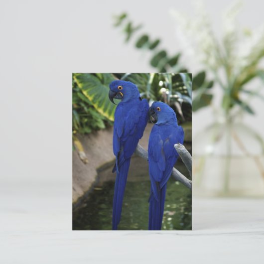 Blue Parrots Photo Briefkaart (Staand voorkant)