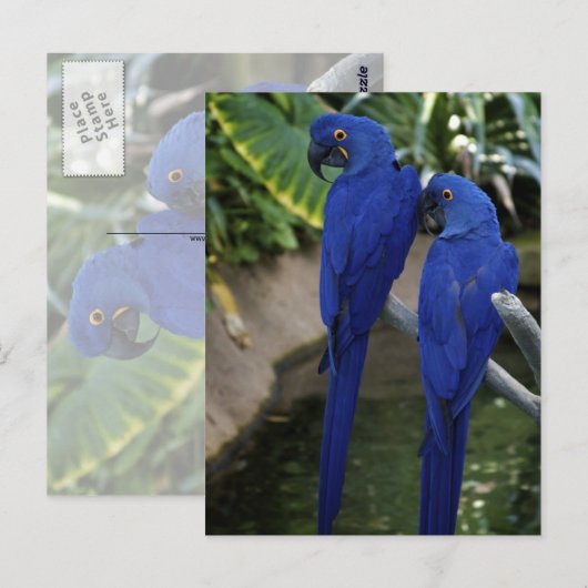 Blue Parrots Photo Briefkaart (Voorkant / Achterkant)