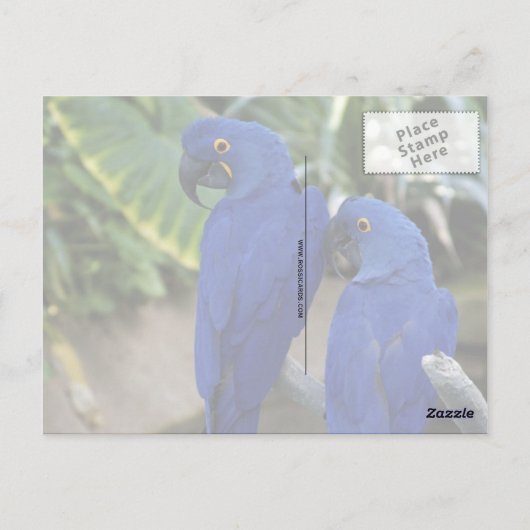 Blue Parrots Photo Briefkaart (Achterkant)