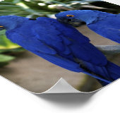 Blue Parrots Photo Poster (Hoek)