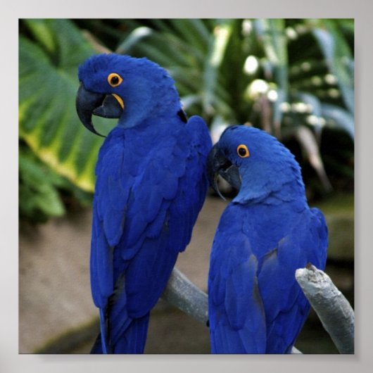 Blue Parrots Photo Poster (Voorkant)