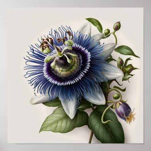 Blue Passion Flower Art Print Poster (Voorkant)