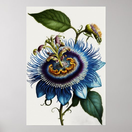 Blue Passion Flower Art Print Poster (Voorkant)