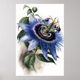 Blue Passion Flower Art Print Poster