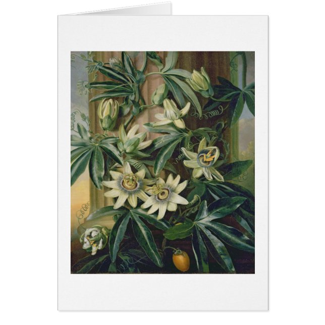 Blue Passion Flower for the 'Temple of Flora' door (Voorkant)