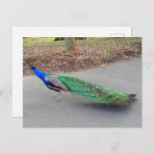 Blue Peacock #2 Briefkaart (Voorkant / Achterkant)