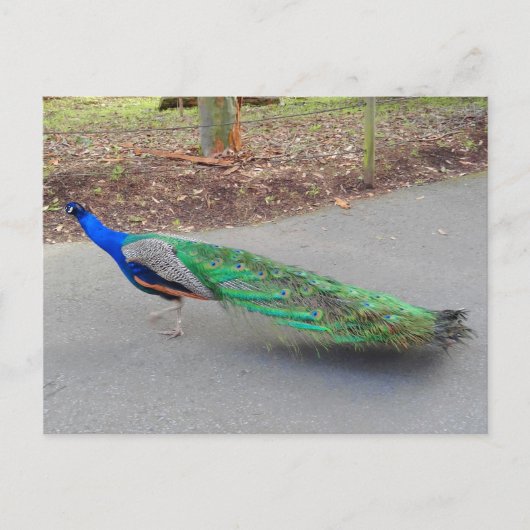 Blue Peacock #2 Briefkaart (Voorkant)