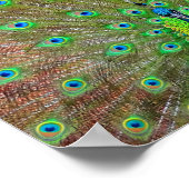 Blue Peacock #3 Poster (Hoek)