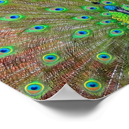 Blue Peacock #3 Poster (Hoek)