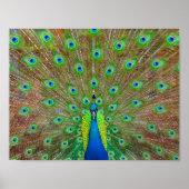 Blue Peacock #3 Poster (Voorkant)