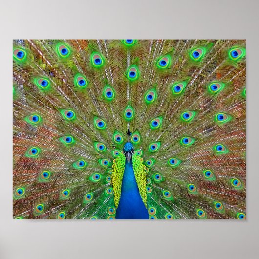 Blue Peacock #3 Poster (Voorkant)