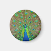 Blue Peacock #3 Round Magnet (Voorkant)
