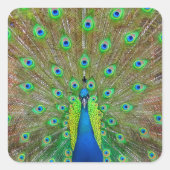 Blue Peacock #3 Sticker (Voorkant)