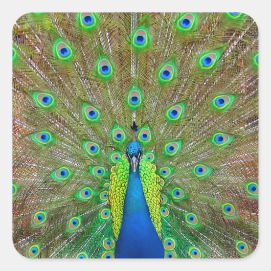 Blue Peacock #3 Sticker (Voorkant)