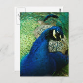 Blue Peacock Briefkaart (Voorkant / Achterkant)