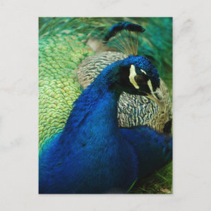 Blue Peacock Briefkaart