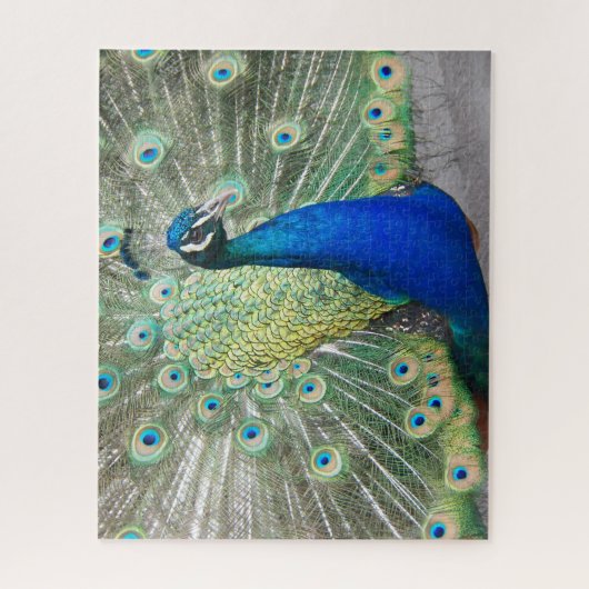 Blue Peacock Fantail Feathers Foto Legpuzzel (Verticaal)
