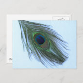 Blue Peacock Feather Briefkaart (Voorkant / Achterkant)