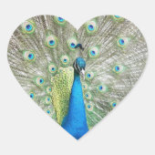 Blue Peacock Feather Plumage Foto Hart Sticker (Voorkant)