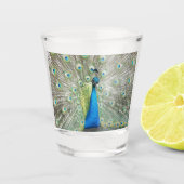 Blue Peacock Feather Plumage Foto Shot Glas (Voorkant)