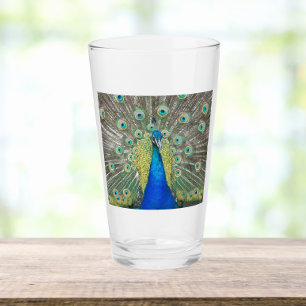 Blue Peacock Feather Plumage Glas