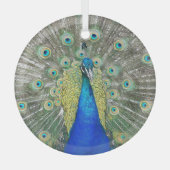 Blue Peacock Feather Plumage Glas Ornament (Voorkant)