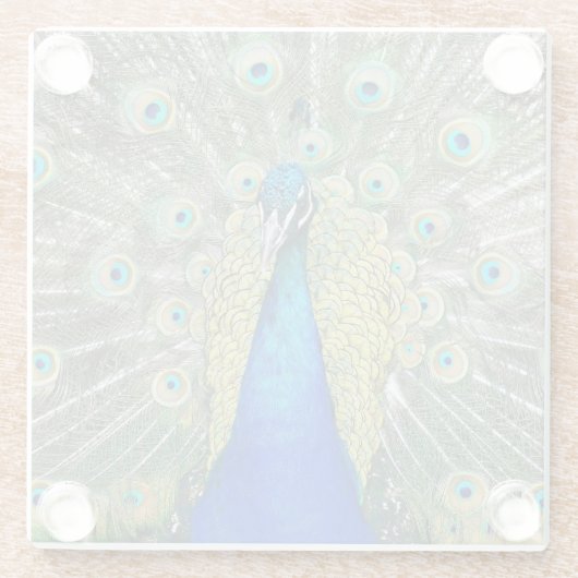 Blue Peacock Feather Plumage Glazen Onderzetter (Achterkant)