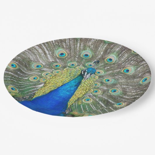 Blue Peacock Feather Plumage Papieren Bordje (Gekanteld)