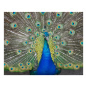 Blue Peacock Feather Plumage Perfect Poster (Voorkant)