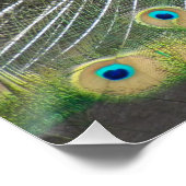 Blue Peacock Feather Plumage Perfect Poster (Hoek)