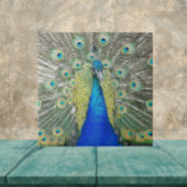 Blue Peacock Feather Plumage Tegeltje