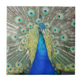 Blue Peacock Feather Plumage Tegeltje (Voorkant)