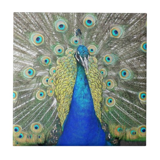 Blue Peacock Feather Plumage Tegeltje (Voorkant)