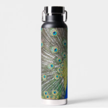 Blue Peacock Feather Plumage