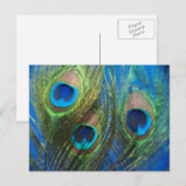 Blue Peacock Feathers Briefkaart (Voorkant / Achterkant)