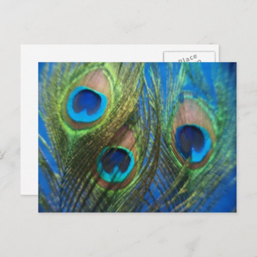 Blue Peacock Feathers Briefkaart (Voorkant / Achterkant)