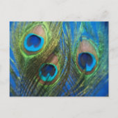 Blue Peacock Feathers Briefkaart (Voorkant)