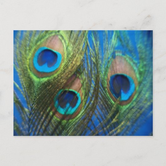Blue Peacock Feathers Briefkaart (Voorkant)