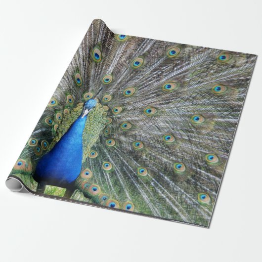 Blue Peacock Full Plumage Cadeaupapier (Uitgerold)