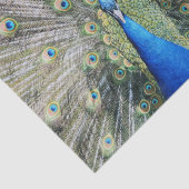 Blue Peacock Full Plumage Tissuepapier (Detail)