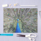 Blue Peacock Full Plumage Tissuepapier (Craft)
