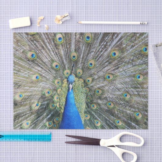 Blue Peacock Full Plumage Tissuepapier (Craft)