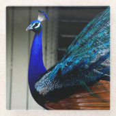 Blue Peacock Glazen Onderzetter (Voorkant)